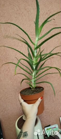 Алоэ столетник