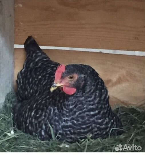 Куры несушки доминант