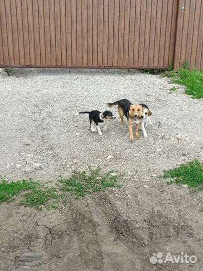 Щенки в дар