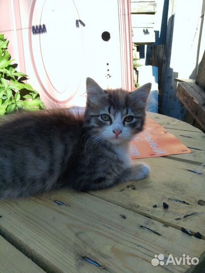 Кошечка в добрые руки