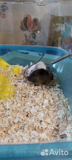 Клетка для грызунов с грызунами