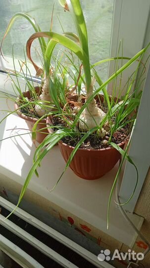 Индийский лук