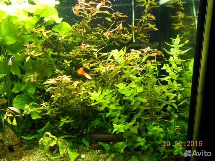 Аквариумные растения