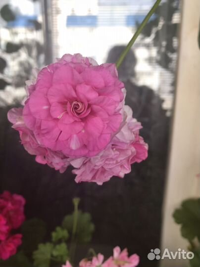 Пеларгония герань