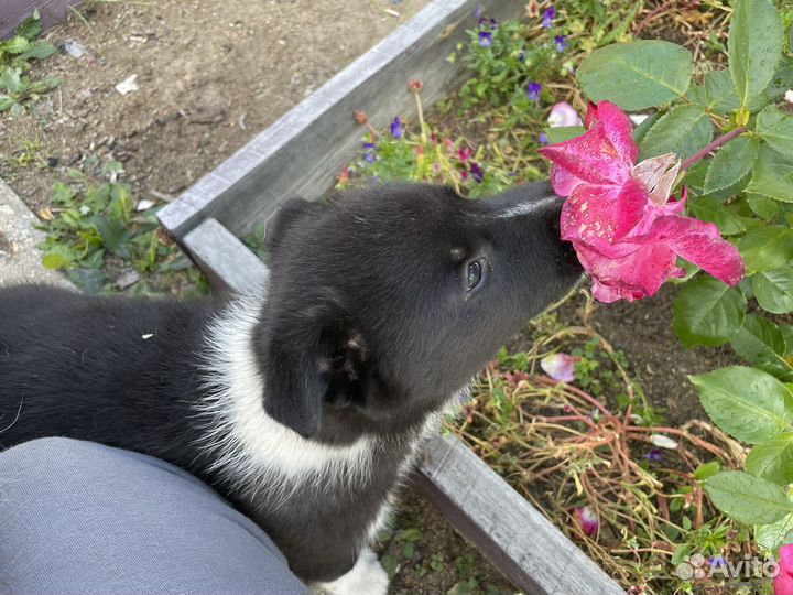 Лайка в добрые руки