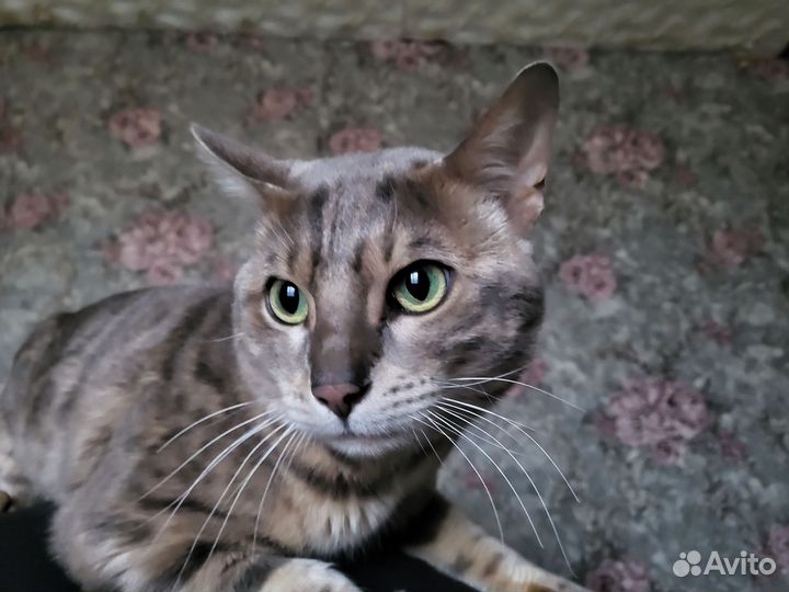 Бенгальский кот вязка
