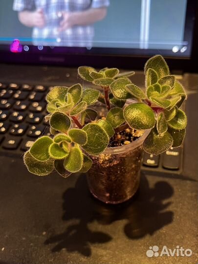 Ахризон (дерево любви)