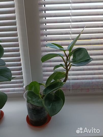 Пеперомия туполистная