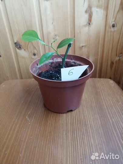 Лимон, Лимонное дерево, саженцы лимона