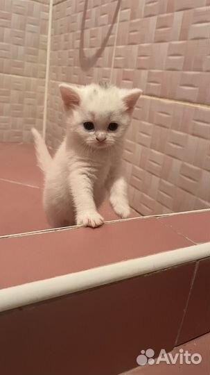 Продаются котята