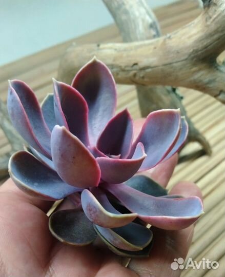 Эхеверии разные NEW 25.08.23