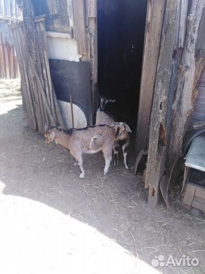 Зааненская коза