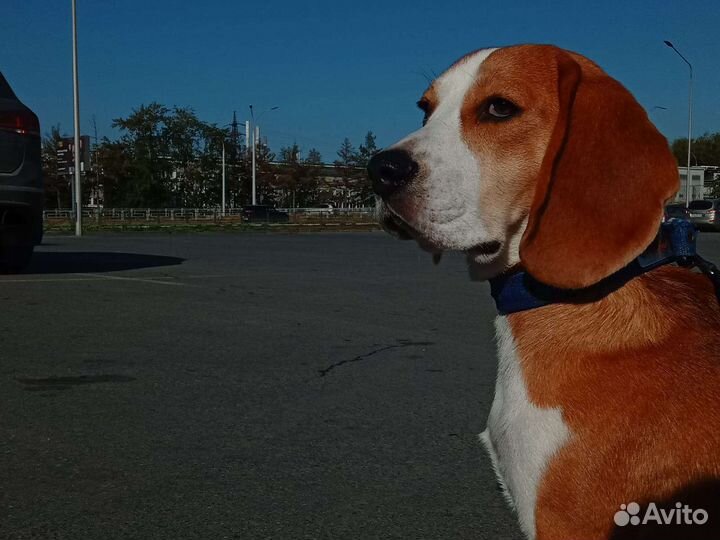 Бигль вязка