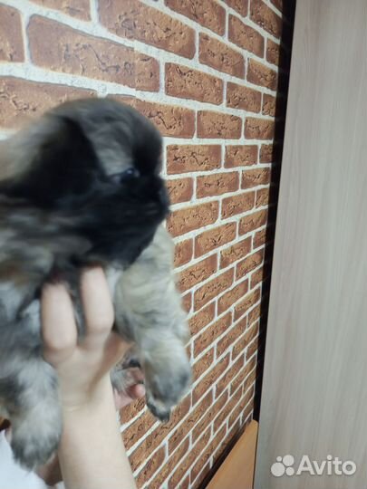 Продаю щенков породы китайский пекинес мальчики