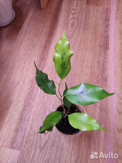 Фикус бенджамина