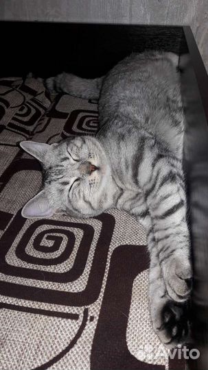 Передержка животных, зоогостиница,догситтер