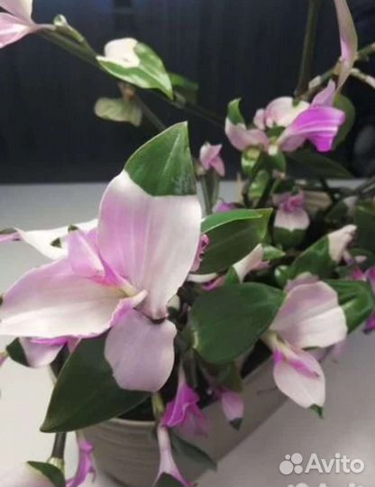 Традесканции, сингониум, сциндапсус, аптения