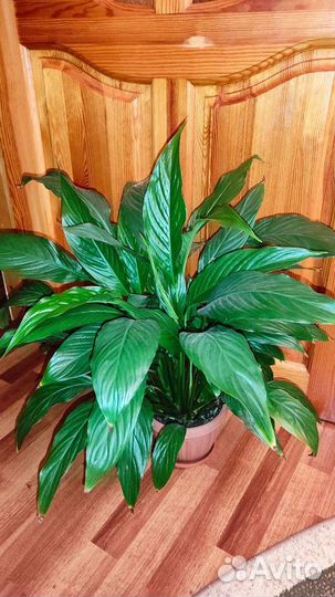 Спатифиллум