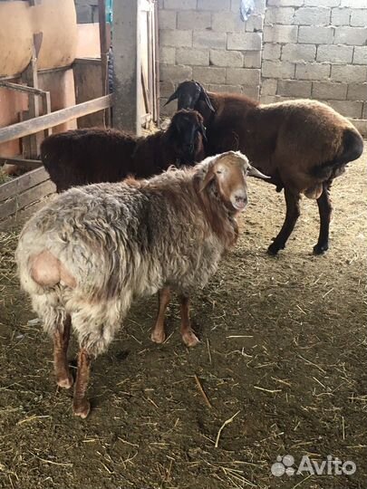 Баран Арашан