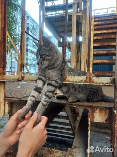 Котенок