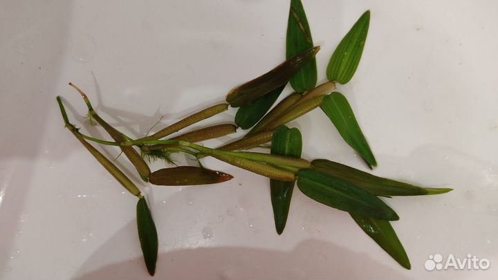 Плавающие водоросли Гигрориза Аристата