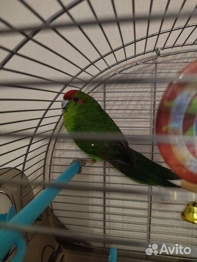 Продаю попугая с клеткой