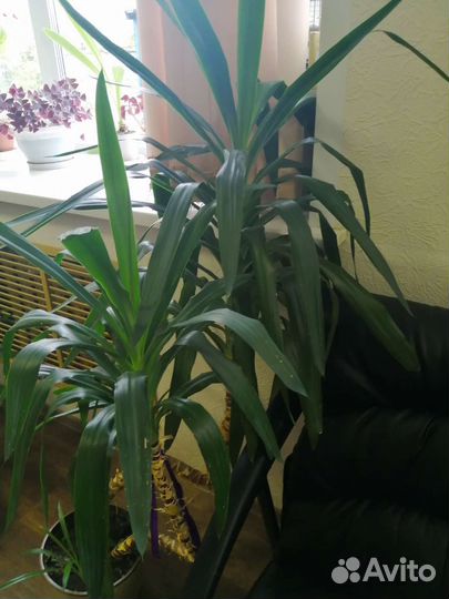 Пальма юкка