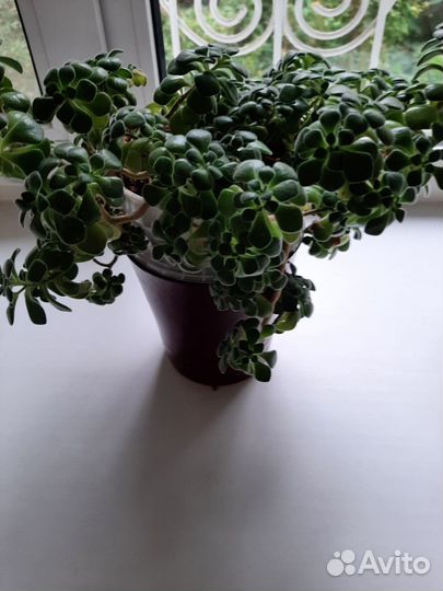 Дерево счастья аихризон