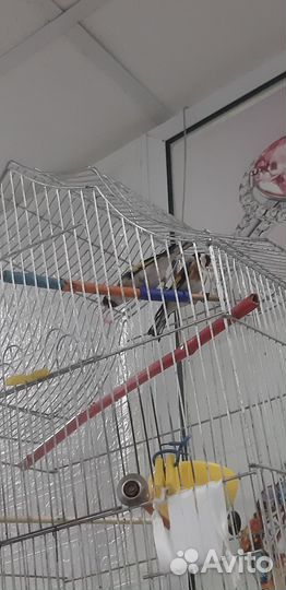 Птица щегол