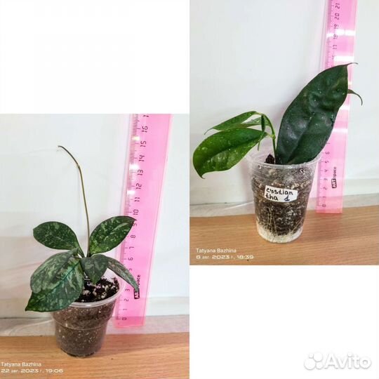 Хойя разные сорта - 1