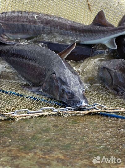 Черная икра