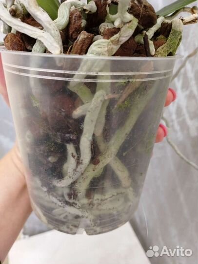 Орхидея фаленопсис Ред Сезам