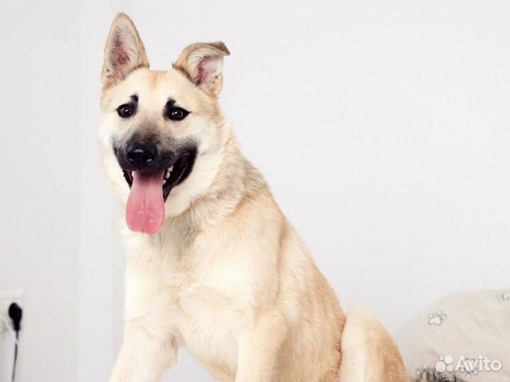 Метис швейцарской овчарки в добрые руки