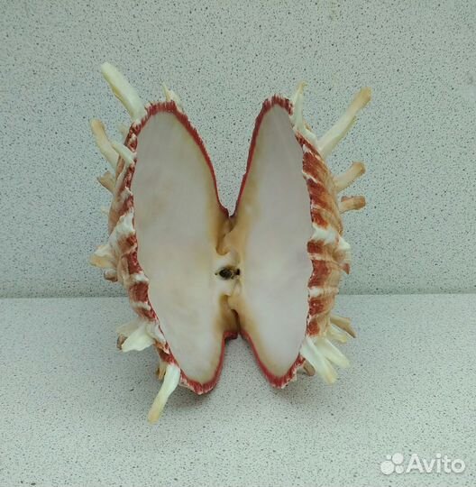 Спондилус 10*9 морская ракушка раковина