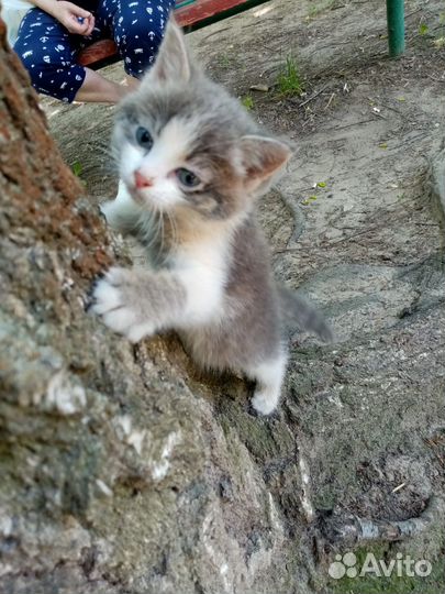 Котенок бесплатно
