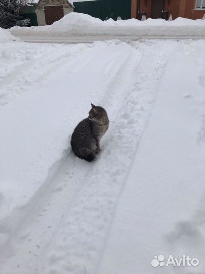 Кошки в добрые руки