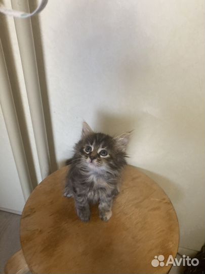 Котята