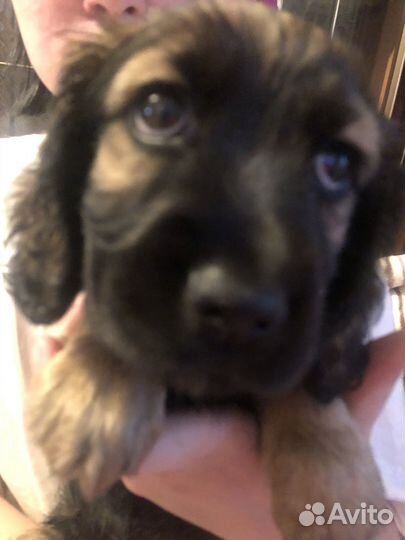 Спаниельки