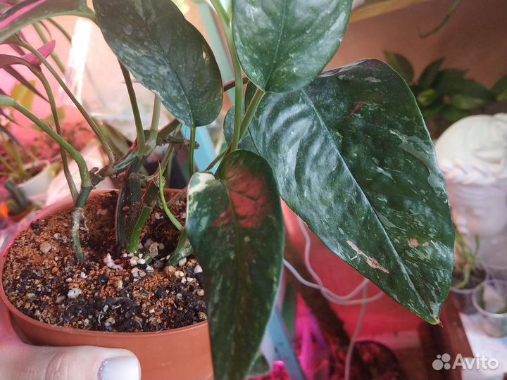 Эпиплемнум Пиннатум Вайт варигатный