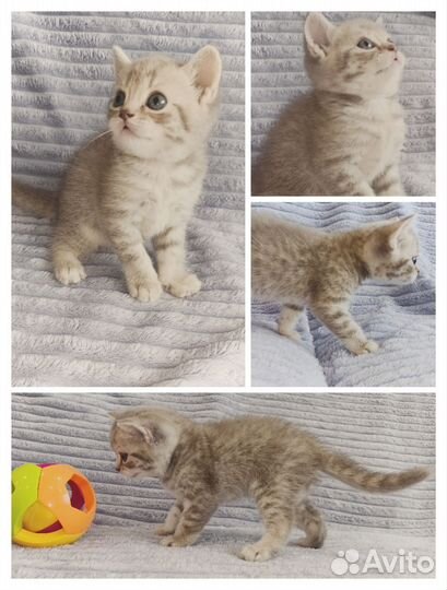 Шотландские котята