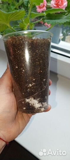 Пеларгония Denise sutarve