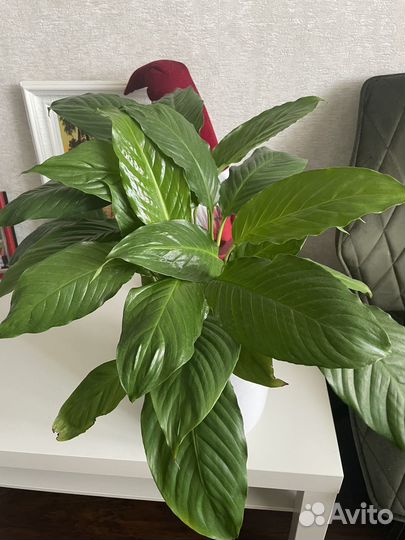 Спатифиллум