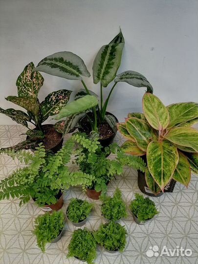 Схизматоглоттис моттлеана, Аглаонемы, Папоротники