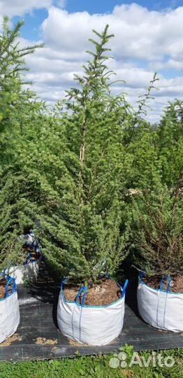 Лиственница европейская 2-3 м