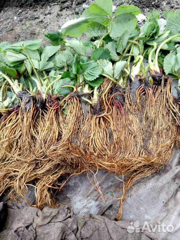 Рассада клубники