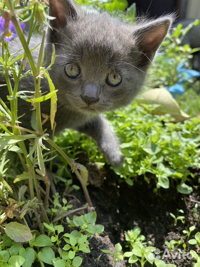 Британские котята