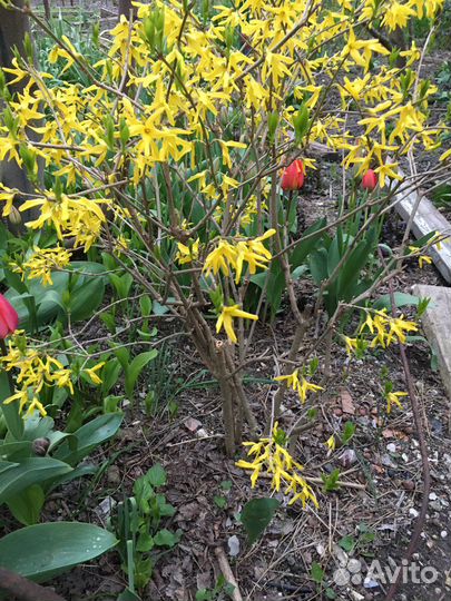 Садовые растения