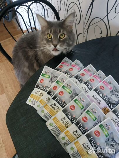 Корм для кошек Pro plan, влажный, 85 гр