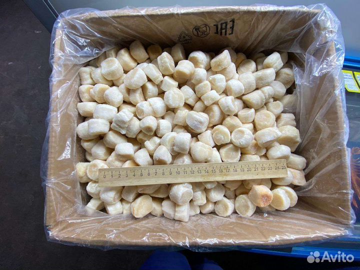 Морской гребешок. Сахалин