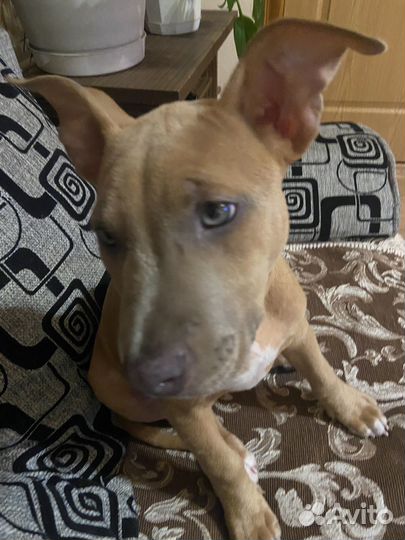 Американский питбультерьер